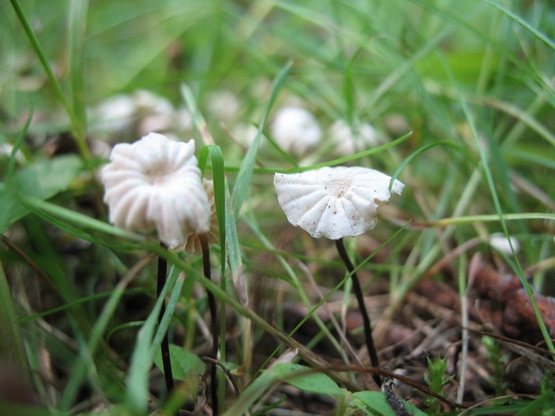 2006 marasmius rotula